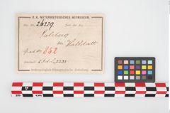 Etikett zu Bronzenetutulusscheibenfibeln (NHMW-PRAE-026229)